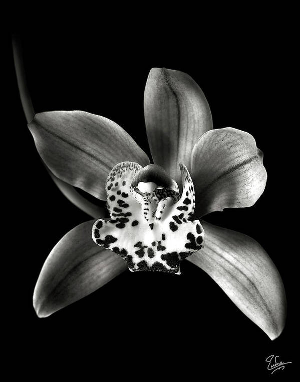 Flower Art Print featuring the photograph Brown Orchid in Black and White by Endre Balogh