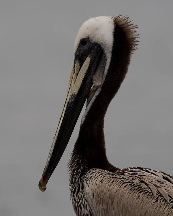 California Art Print featuring the photograph Brown Pelican 10 by Ernest Echols