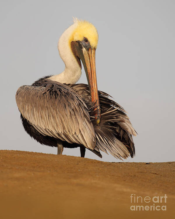 Pelican Art Print featuring the photograph Brown Pelican Preening Feathers On Shifting Sands by Max Allen