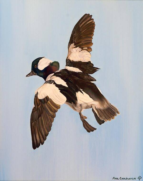 15 Art Print featuring the painting Bufflehead by Phil Chadwick