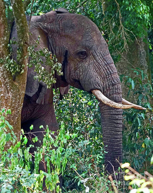 Elephant Art Print featuring the photograph Bull Elephant in the Jungle by Michael Cinnamond