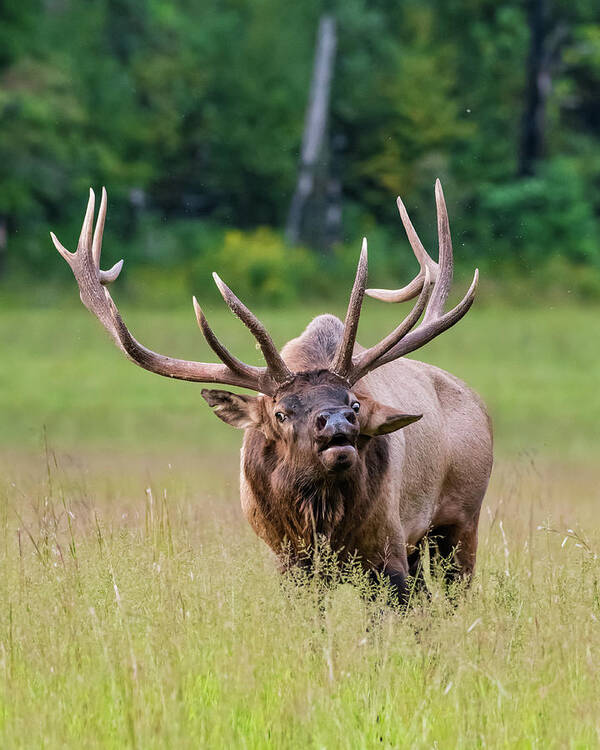 Animal Art Print featuring the photograph Bull Elk Defends His Harem by Kelly VanDellen