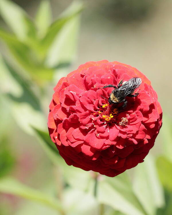 Bumble Bee Art Print featuring the photograph Bumble Bee on Zinnia by John Moyer