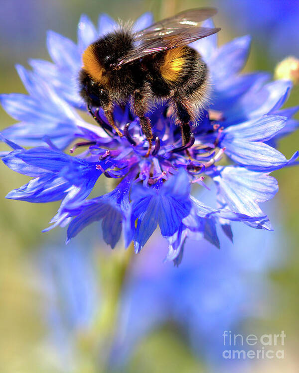 Cornflower Art Print featuring the photograph Busy Little Bee by Baggieoldboy