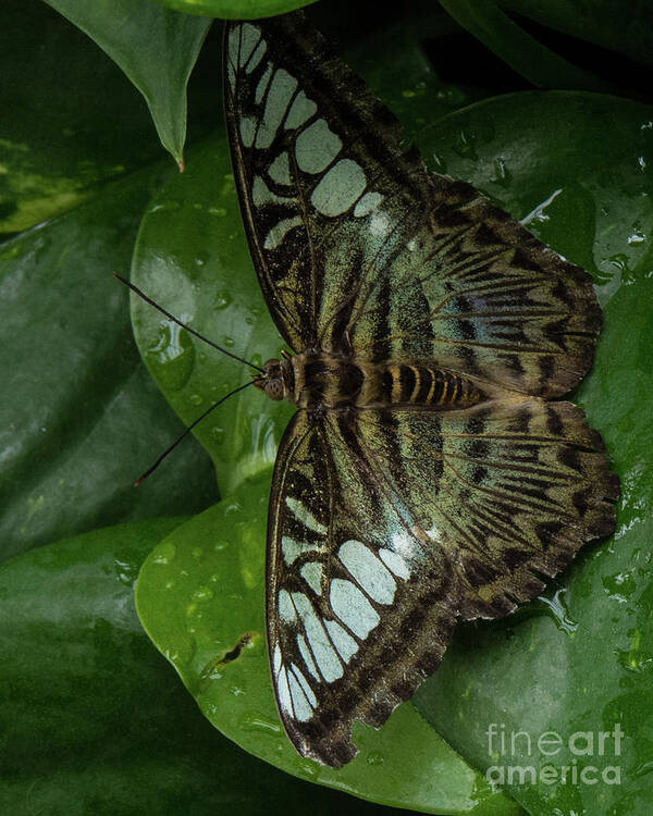 Butterfly Art Print featuring the photograph Butterfly 4 by Christy Garavetto