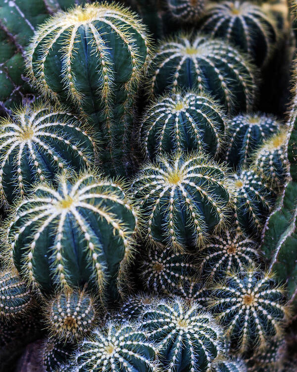 Cacti Art Print featuring the photograph Cactus by Pamela S Eaton-Ford