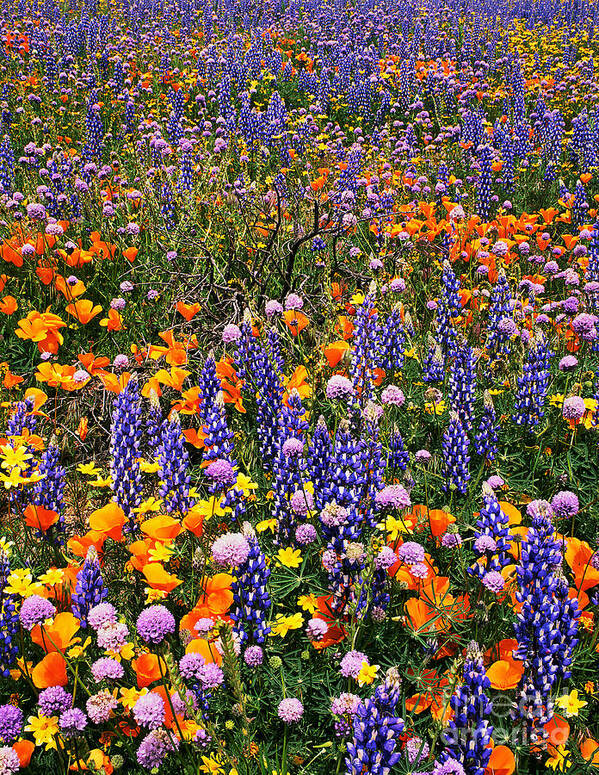 Dave Welling Art Print featuring the photograph California Poppies And Bentham Lupines In California by Dave Welling