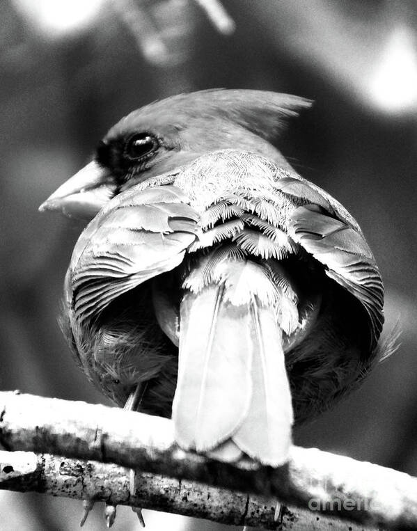 Nature Art Print featuring the photograph Cardinal in Black and White by Lizi Beard-Ward