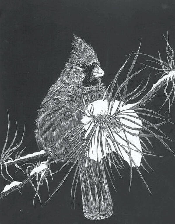 Branches Art Print featuring the mixed media Cardinal scratch board by Darren Cannell
