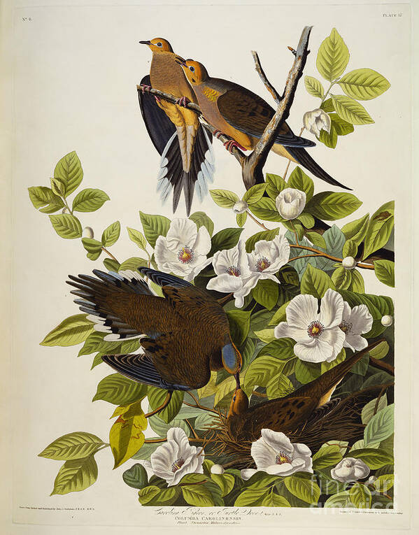 Doves Art Print featuring the drawing Carolina Turtledove by John James Audubon