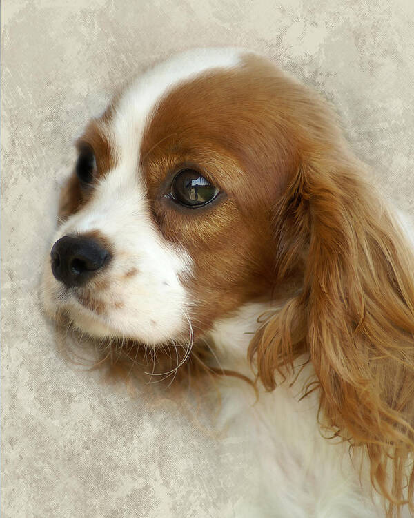 Spaniel Art Print featuring the photograph Cavalier King Charles Spaniel by TnBackroadsPhotos 