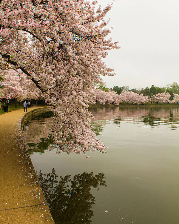 Tidal Basin Art Print featuring the photograph Cherry Blossoms Along the Tidal Basin 8x10 by Leah Palmer