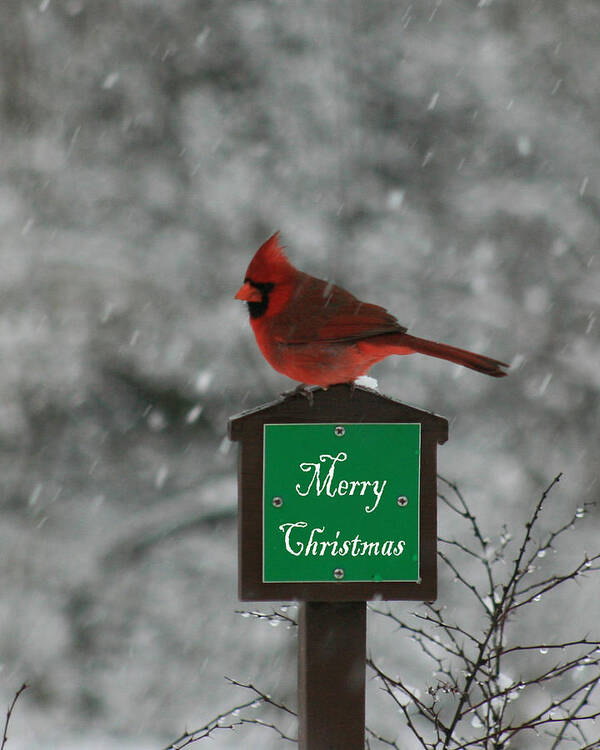 Cardinal Art Print featuring the photograph Christmas Cardinal Male by George Jones