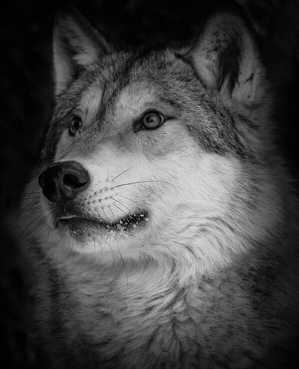 Wolf Art Print featuring the photograph Close Up Gray Wolf by Athena Mckinzie