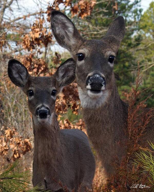 Deer Art Print featuring the photograph Closeness by Bill Stephens