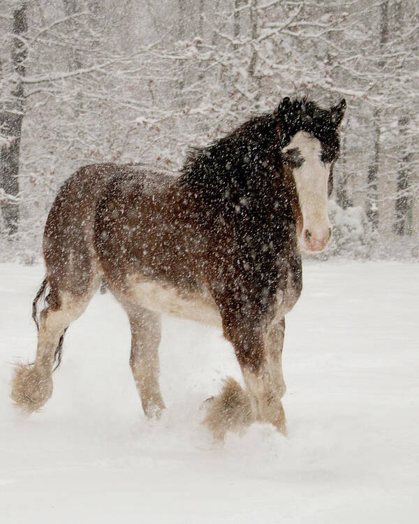 Horses Art Print featuring the photograph Clydesdale In The Snow by Kristia Adams