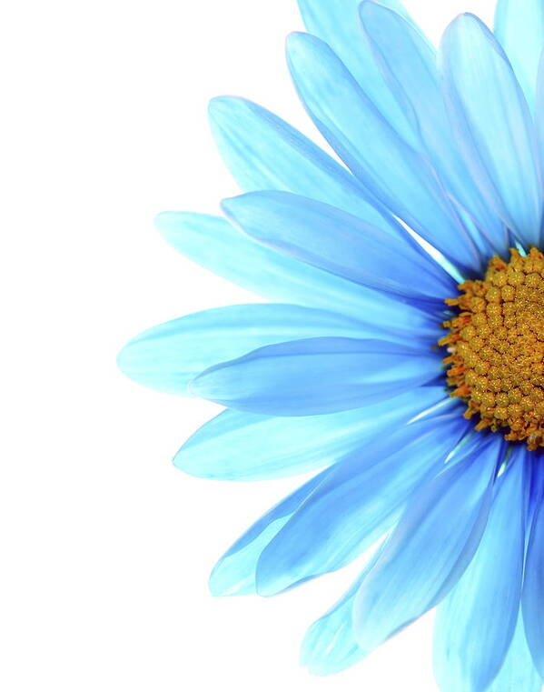 Daisy Art Print featuring the photograph Color Me Blue by Rebecca Cozart