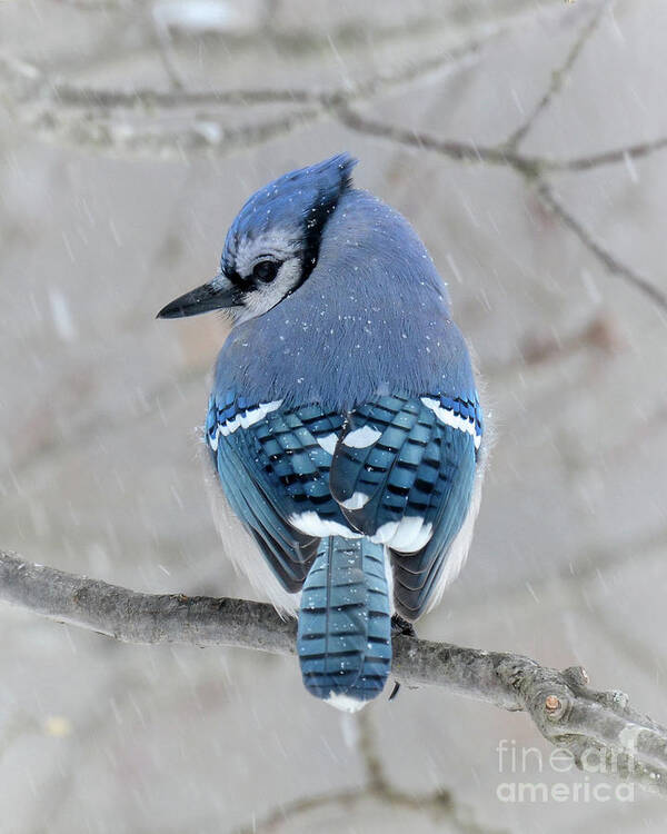 Blue Jay Art Print featuring the photograph Cool Colors Cold Day by Amy Porter
