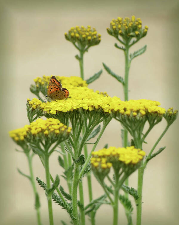 American Copper Butterfly Art Print featuring the photograph Copper on Yellow - Butterfly - Vignette by MTBobbins Photography