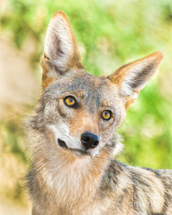 Coyote Art Print featuring the photograph Coyote Gaze by Lisa Manifold