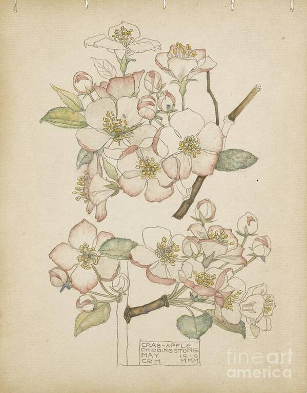 Charles Rennie Mackintosh 1868 - 1928 Crab Apple Art Print featuring the painting Crab Apple by Celestial Images