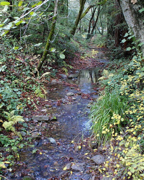 Mount Tamalpais Art Print featuring the photograph Creek on Mt Tamalpais 2 by Ben Upham III