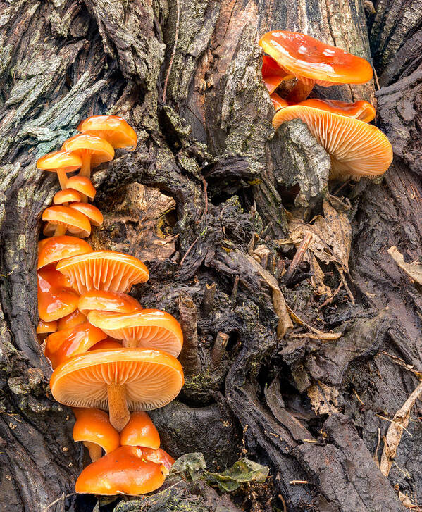 Mushrooms Art Print featuring the photograph Crowded Living by Harold Coleman