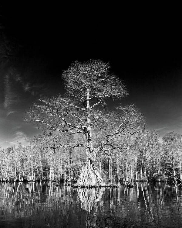 Cypress Art Print featuring the photograph Cypress Contrast by Alan Raasch