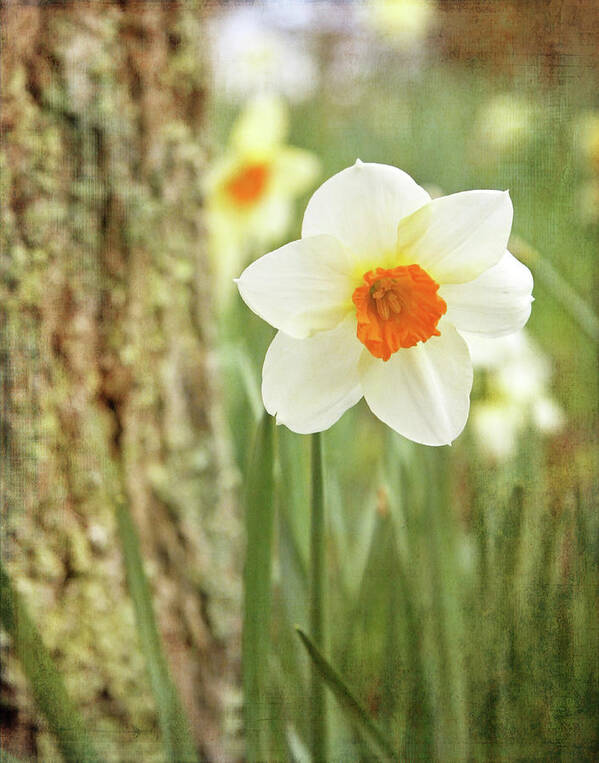 Daffodil Art Print featuring the photograph Daffodils, No.1 by Brooke T Ryan