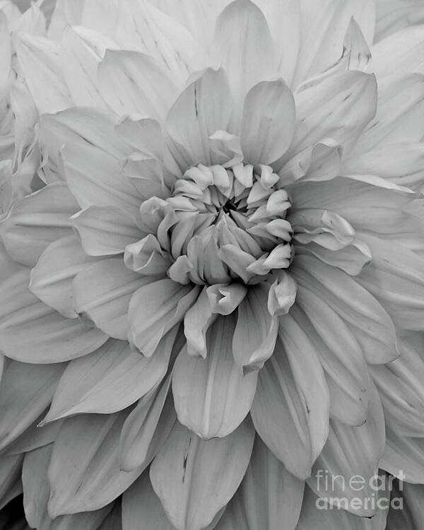 Dahlia Art Print featuring the photograph Dahlia in Black and White by Patricia Strand