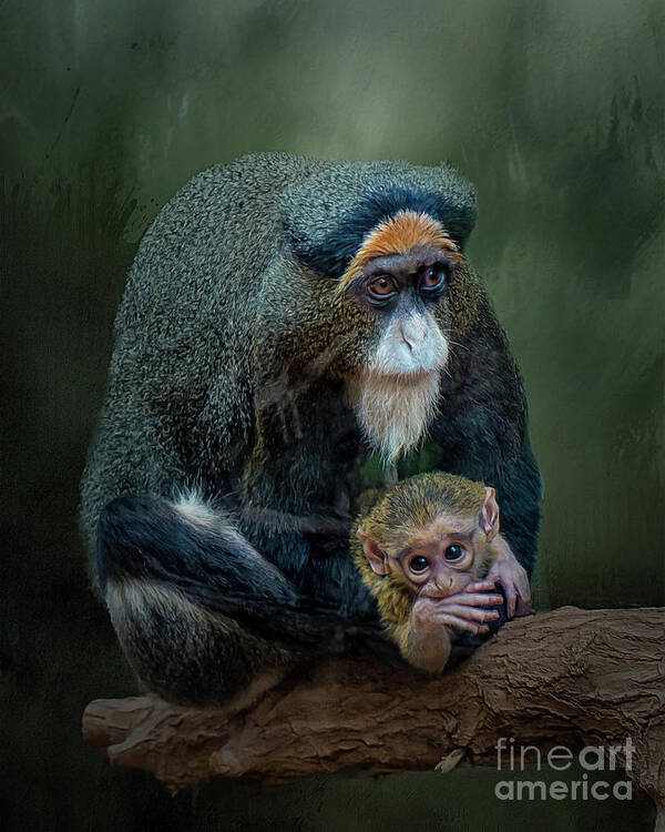 Primate Art Print featuring the photograph DeBrazza's monkey and baby by Brian Tarr