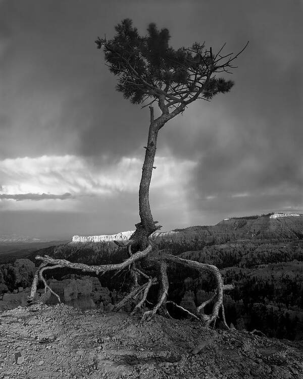 Tree Art Print featuring the photograph Defiant by William Gillam