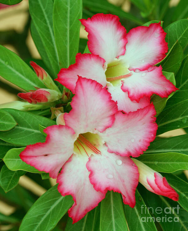 Flower Art Print featuring the photograph Desert Rose with buds and water by Larry Nieland