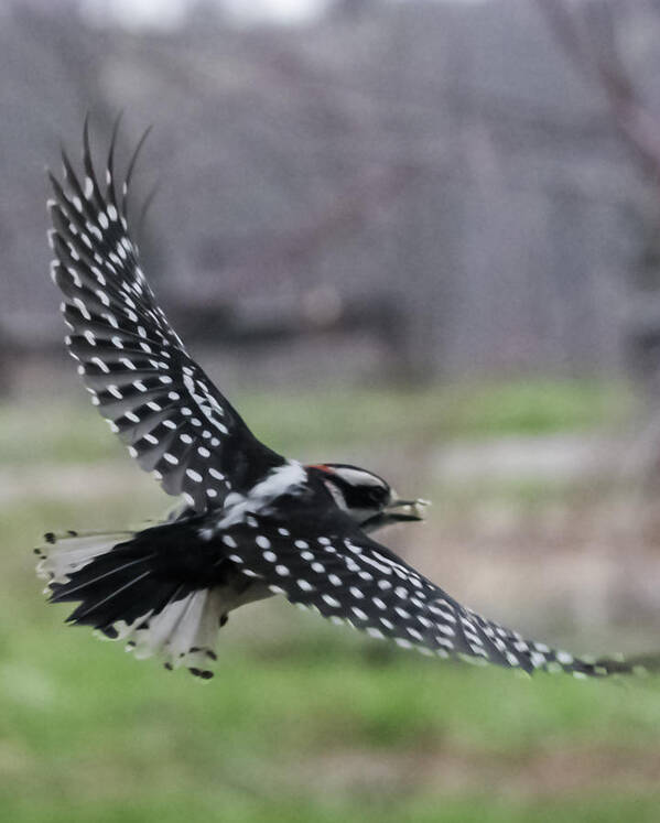 Jan Art Print featuring the photograph Downy Woodpecker in Flight by Holden The Moment