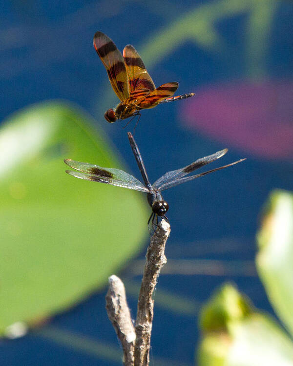 Dragon Fly Art Print featuring the photograph Dragon Fly 195 by Michael Fryd
