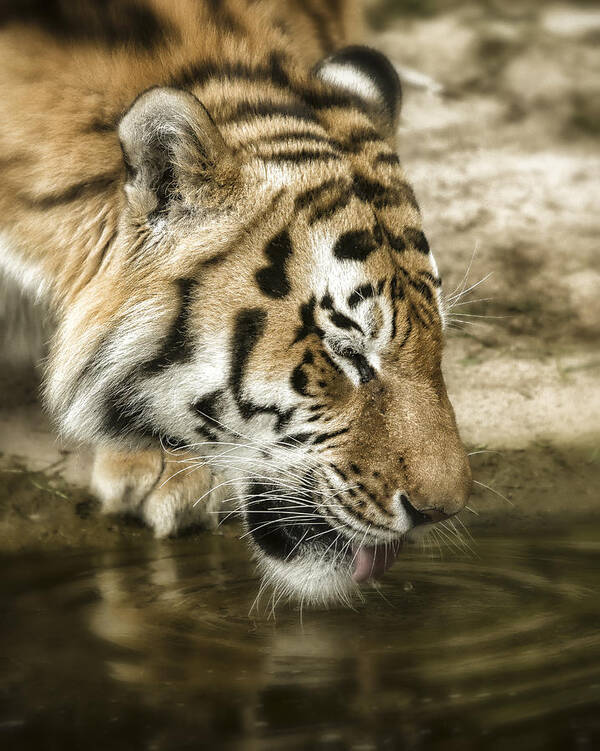 Tiger Art Print featuring the photograph Drinking Tiger by Chris Boulton