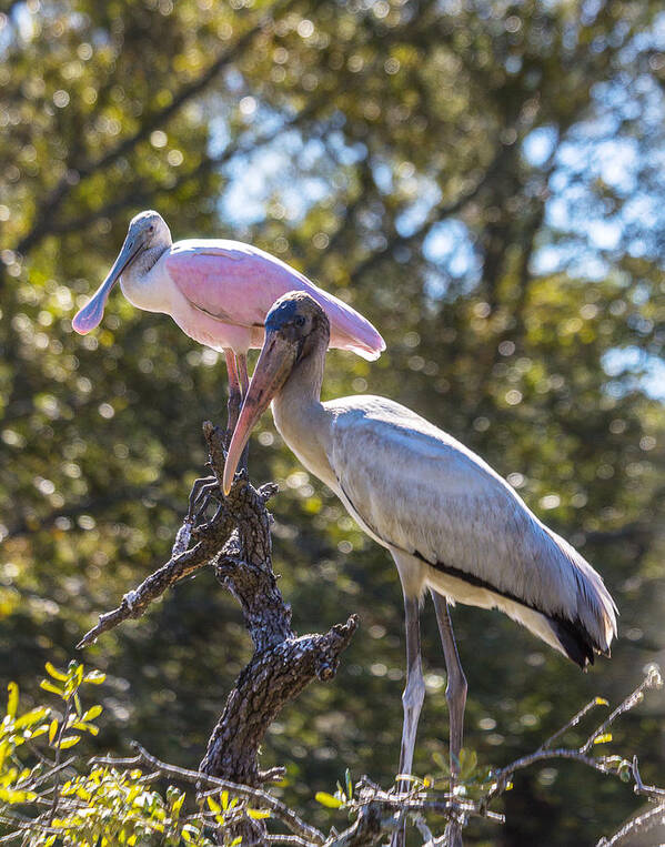 Roseate Spoonbill Art Print featuring the photograph Dynamic Duo by Patricia Schaefer