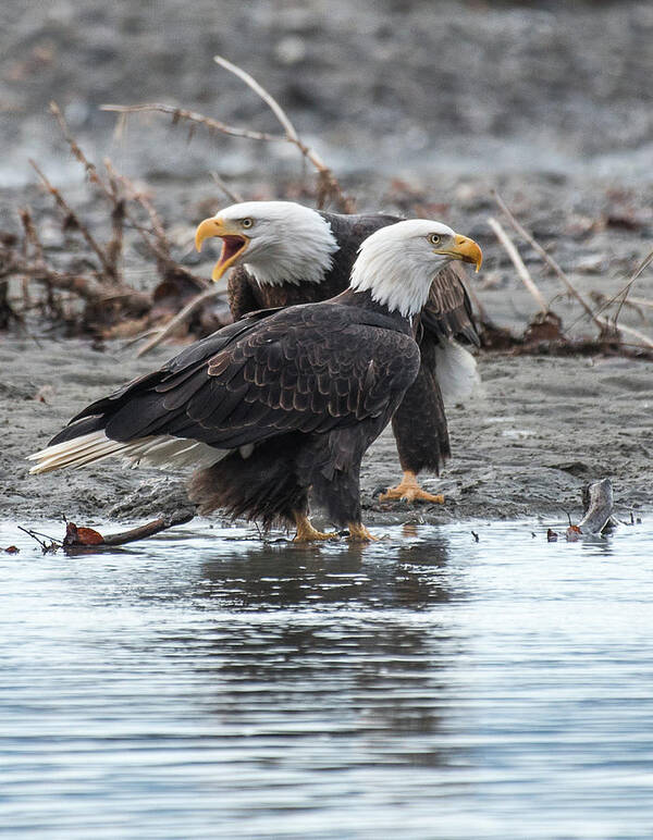 Bald Eagle Art Print featuring the photograph Eagle Pair by David Kirby