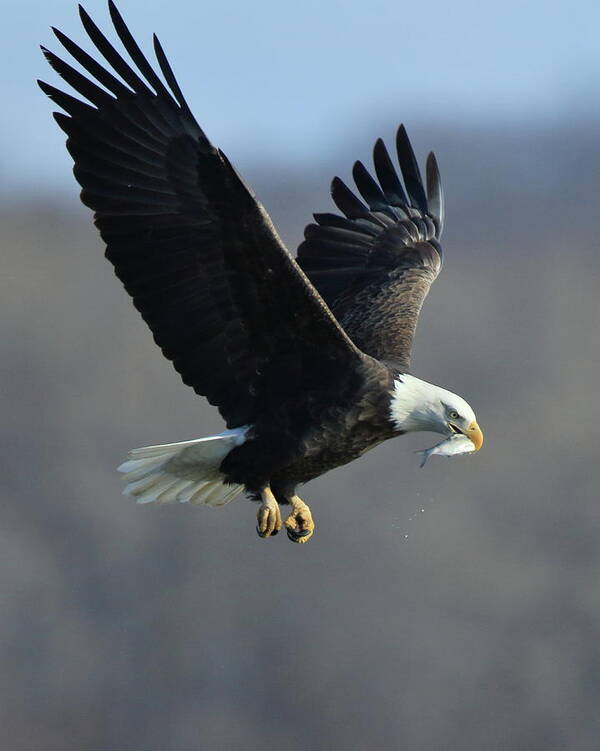 Eagle Art Print featuring the photograph Eagle with Small Fish by Coby Cooper