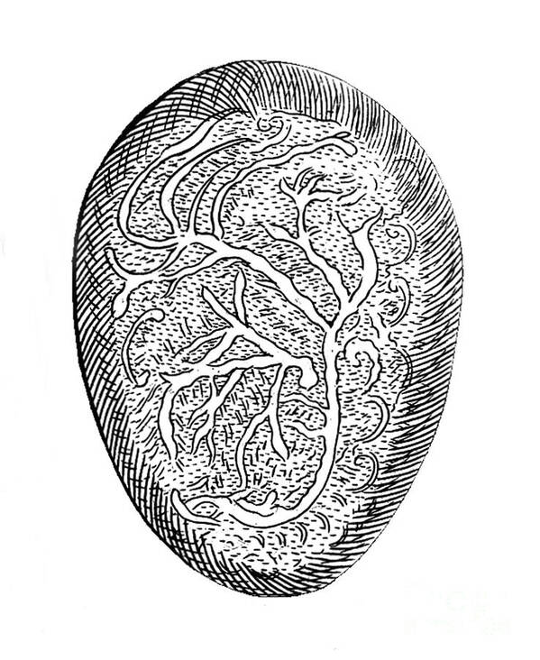Human Art Print featuring the photograph Embryonic Nerves, Illustration, 1671 by Wellcome Images
