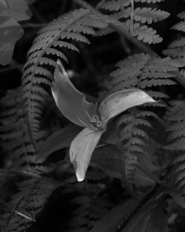 Flower Art Print featuring the photograph The Graceful Trillium by Charles Lucas