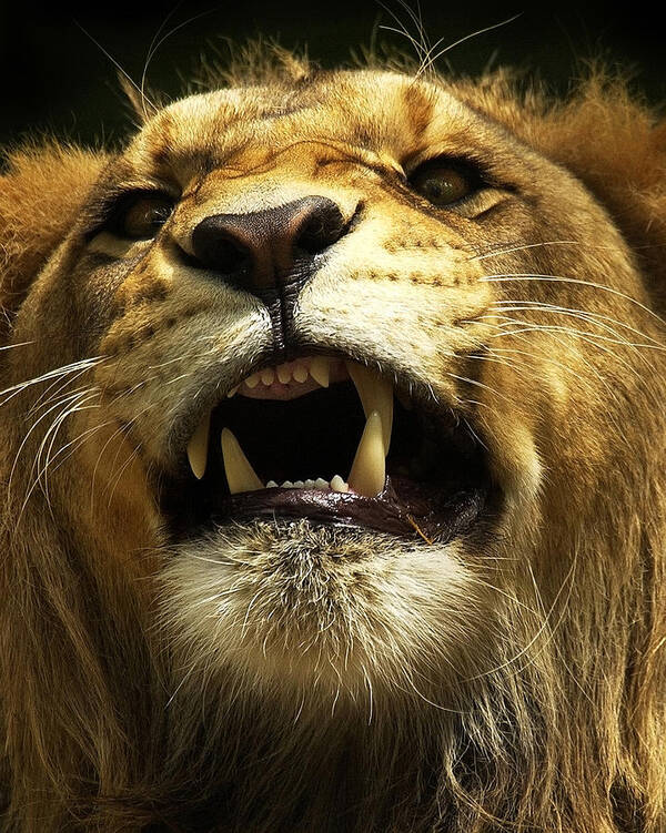 Lion. Leo Art Print featuring the photograph Fierce by Wade Aiken
