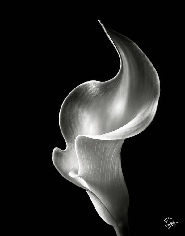 Flower Art Print featuring the photograph Flame Calla Lily in Black and White by Endre Balogh