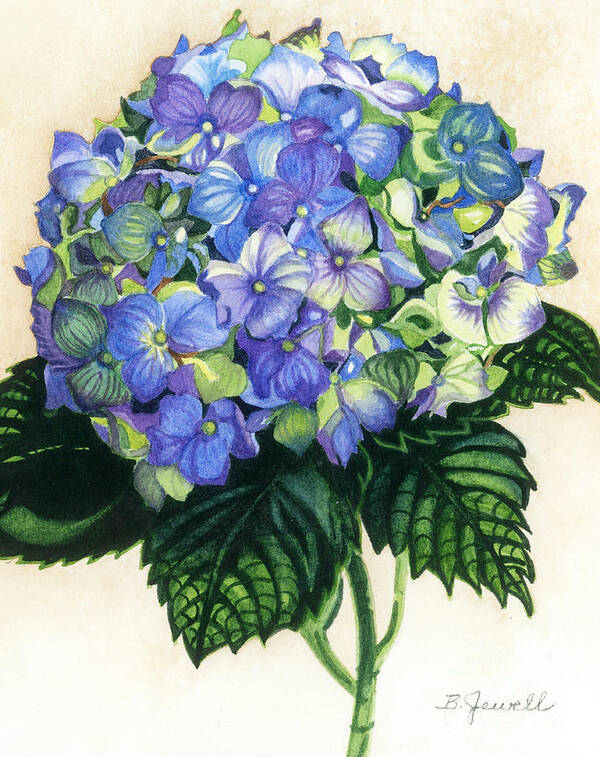 Hydrangea Art Print featuring the painting Floral Favorite by Barbara Jewell