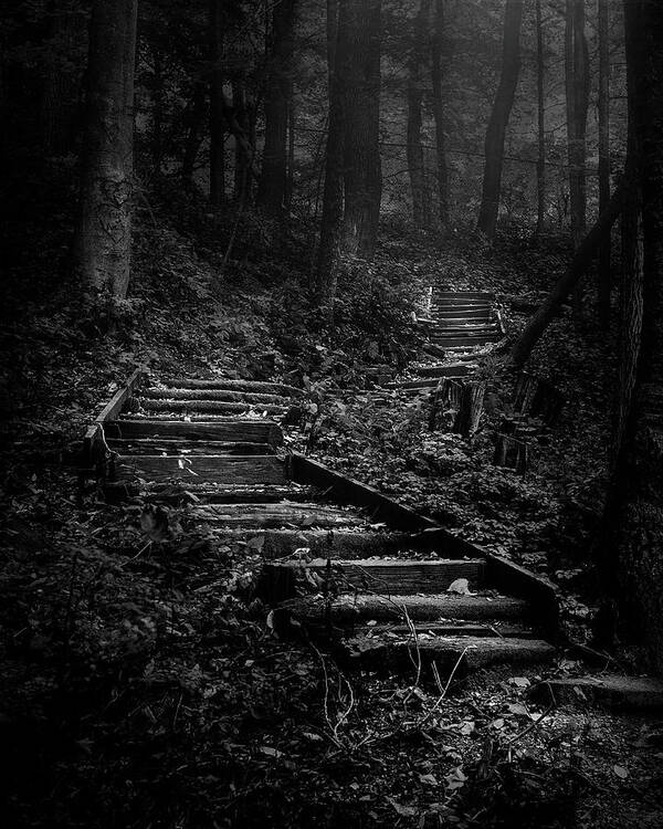 Landscape Art Print featuring the photograph Forest Stairs by Scott Norris