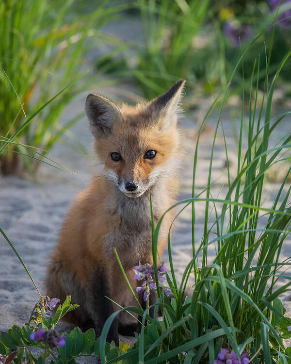 Red Fox Art Print featuring the photograph Fox Kit by Bill Wakeley