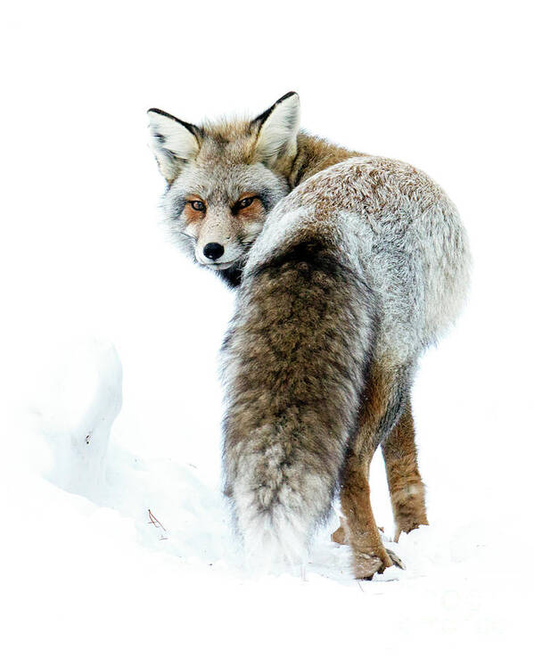 Cross Fox Art Print featuring the photograph Frosty Fox by Deby Dixon