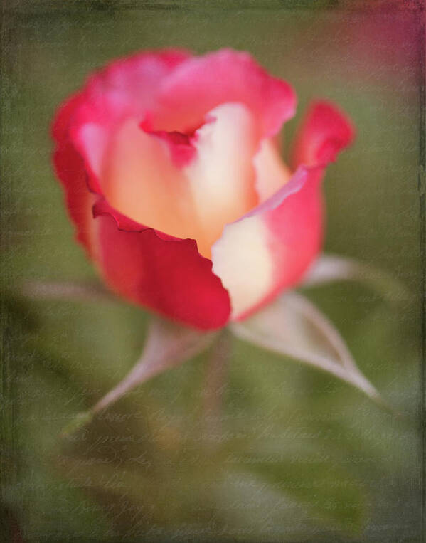 Flower Art Print featuring the photograph Garden Rose by Teresa Wilson