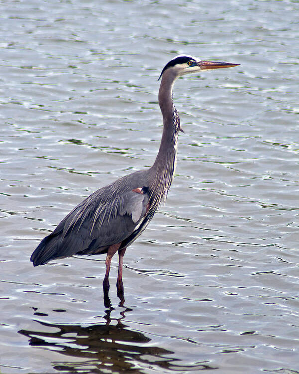 Great Blue Heron Art Print featuring the photograph Great Blue Heron by Bill Barber