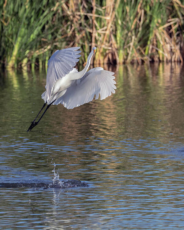 Great Art Print featuring the photograph Great Egret 5907-021018-2cr by Tam Ryan